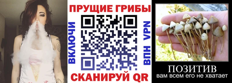 Купить где  Заозёрск  Галлюциногенные грибы мицелий 